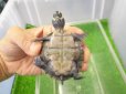 画像7: 美！　モンキヨコクビガメ　約５cm　１