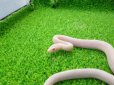 画像6: 美！　ブリザード（コーンスネーク）　約３５cm　１