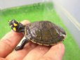 画像6: 美！　モンキヨコクビガメ　約５cm　１