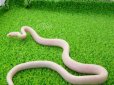 画像1: 美！　ブリザード（コーンスネーク）　約３５cm　１ (1)