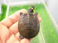 画像1: 美！　モンキヨコクビガメ　約５cm　１ (1)