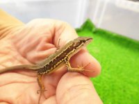 美！　ニホンカナヘビ　約１１cm♀　１