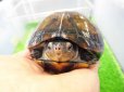 画像5: 美！　サソリドロガメ　約１２cm　１