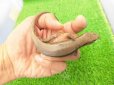 画像4: 美！　ニホントカゲ　約１４cm　１ (4)