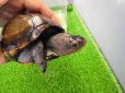 画像6: 美！　サソリドロガメ　約１２cm　１