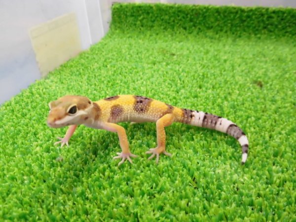 画像5: 美！　ハイポタンジェリン（ヒョウモントカゲモドキ）　約９cm　１