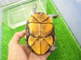 画像7: 美！　サソリドロガメ　約１２cm　１
