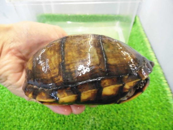 画像2: 美！　サソリドロガメ　約１２cm　１