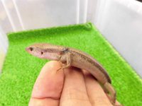 美！　ニホントカゲ　約１４cm　１