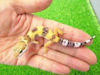 美！　ハイポタンジェリン（ヒョウモントカゲモドキ）　約９cm　１