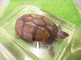 画像8: 美！　サソリドロガメ　約１２cm　１