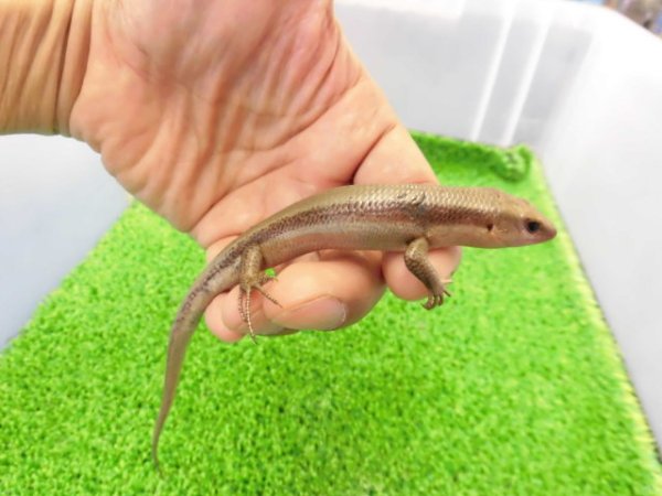 画像5: 美！　ニホントカゲ　約１４cm　１