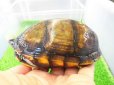 画像4: 美！　サソリドロガメ　約１２cm　１