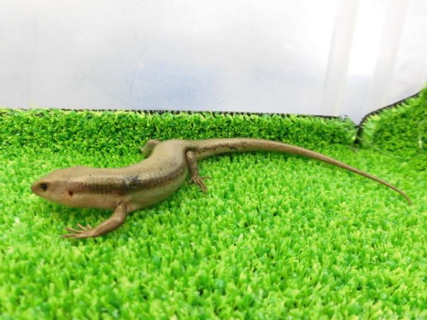 画像2: 美！　ニホントカゲ　約１４cm　１