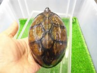 美！　サソリドロガメ　約１２cm　１
