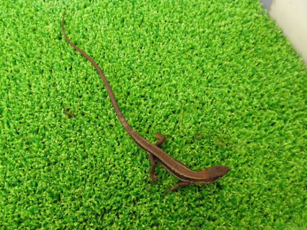 画像4: 美！　ニホンカナヘビ　約１１cm　たぶん♂　１