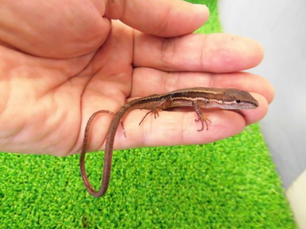 画像2: 美！　ニホンカナヘビ　約１１cm　たぶん♂　１