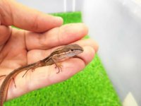 美！　ニホンカナヘビ　約１１cm　たぶん♂　１