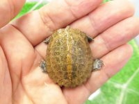 美！　ニホンイシガメ（セレクト個体　多甲板、尾曲がり）　約３.５cm　９