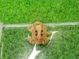 画像3: 美！　アマゾンツノガエル　約３cm　１ (3)