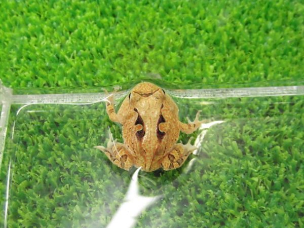 画像3: 美！　アマゾンツノガエル　約３cm　１