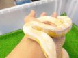 画像9: 美！　スノー（コーンスネーク）　約１２０cm♀　A