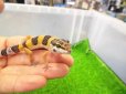 画像2: 美！　ハイイエロー（ヒョウモントカゲモドキ）　約９cm　１ (2)