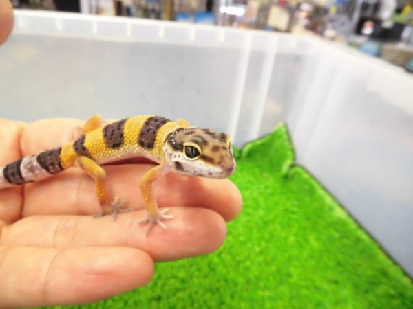 画像2: 美！　ハイイエロー（ヒョウモントカゲモドキ）　約９cm　１