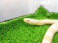 画像14: 美！　スノー（コーンスネーク）　約１２０cm♀　A