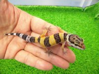 美！　ハイイエロー（ヒョウモントカゲモドキ）　約９cm　１