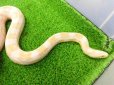 画像13: 美！　スノー（コーンスネーク）　約１２０cm♀　A