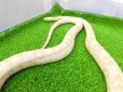 画像15: 美！　スノー（コーンスネーク）　約１２０cm♀　A