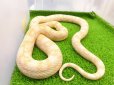 画像4: 美！　スノー（コーンスネーク）　約１２０cm♀　A
