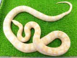 美！　スノー（コーンスネーク）　約１２０cm♀　A