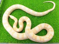 美！　スノー（コーンスネーク）　約１２０cm♀　A