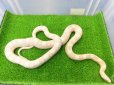 画像12: 美！　スノー（コーンスネーク）　約１２０cm♀　A