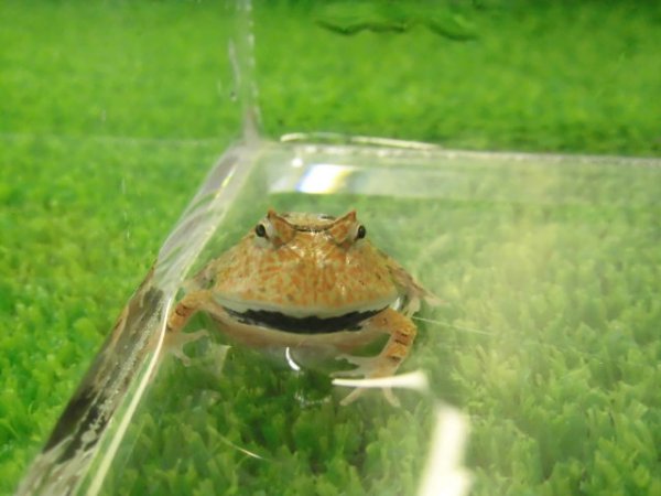画像1: 美！　アマゾンツノガエル　約３cm　１