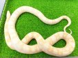 画像5: 美！　スノー（コーンスネーク）　約１２０cm♀　A