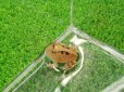 画像4: 美！　アマゾンツノガエル　約３cm　１ (4)