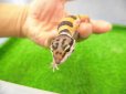 画像3: 美！　ハイイエロー（ヒョウモントカゲモドキ）　約９cm　１ (3)