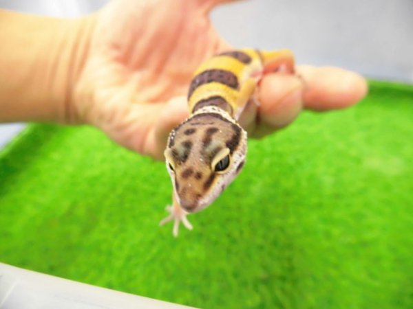 画像3: 美！　ハイイエロー（ヒョウモントカゲモドキ）　約９cm　１