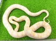 画像3: 美！　スノー（コーンスネーク）　約１２０cm♀　A