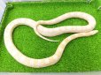 画像11: 美！　スノー（コーンスネーク）　約１２０cm♀　A