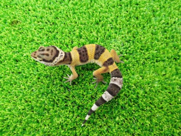 画像4: 美！　ハイイエロー（ヒョウモントカゲモドキ）　約９cm　１