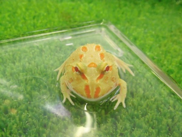 画像4: 美！　クランウェルツノガエル（ライムグリーン）　約３.５cm　１