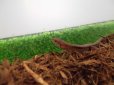 画像3: 美！　ニホンカナヘビ　約１２cm♂　１ (3)