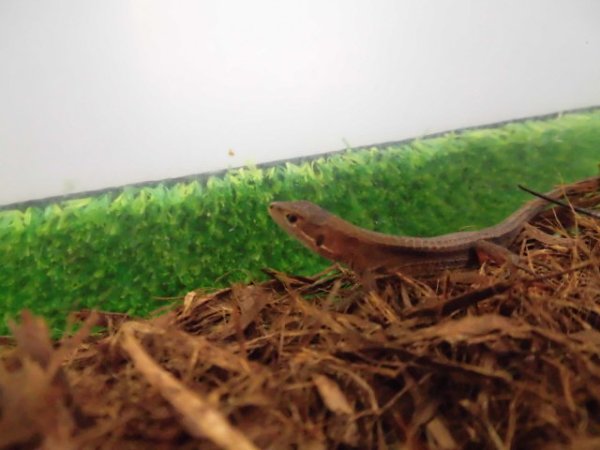 画像3: 美！　ニホンカナヘビ　約１２cm♂　１