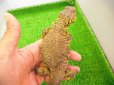 画像5: 美！　ゲイリートゲオアガマ（イエロー）　約２４cm♂　１