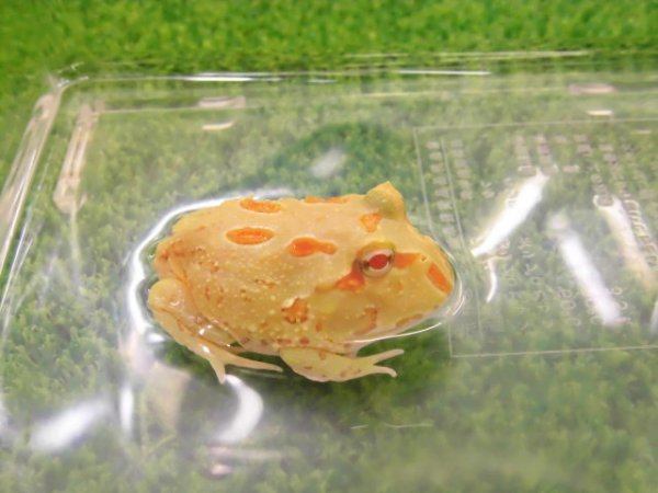 画像1: 美！　クランウェルツノガエル（ライムグリーン）　約３.５cm　１
