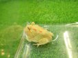 画像2: 美！　クランウェルツノガエル（ライムグリーン）　約３.５cm　１ (2)
